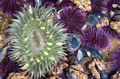 Green Starburst Anemone & Purple Sea Urchins