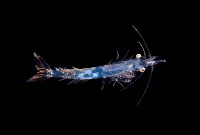 Chap. 3-3, Krill (Euphausia pacifica)