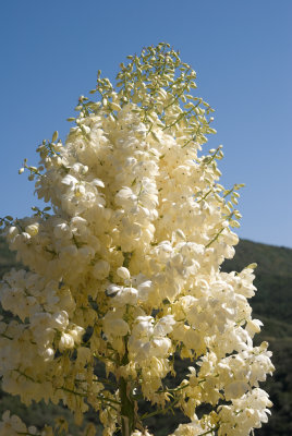 Chap. 6-33, Arroyo Yucca