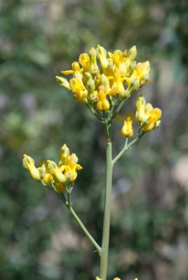 Dicentra chrysantha, Golden Ear-drops, Poppy Family