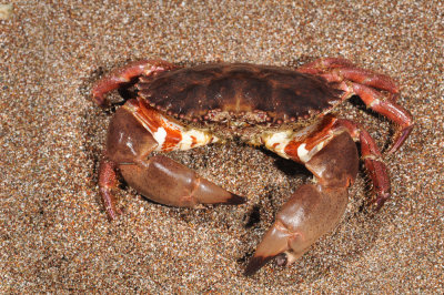 Brown Rock Crab, Cancer antennarius-2