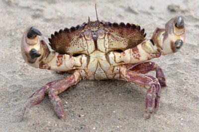 Brown Rock Crab, Cancer antennarius-5