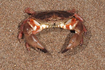 Brown Rock Crab, Cancer antennarius-3