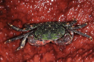 pachygrapsus crassipes; striped shore crab