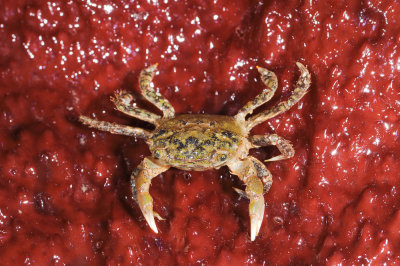 unknown crab