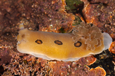 brown spotted nudibranch