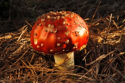 Amanita muscaria, fly agaric 1