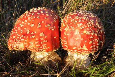 Amanita muscaria, fly agaric 2