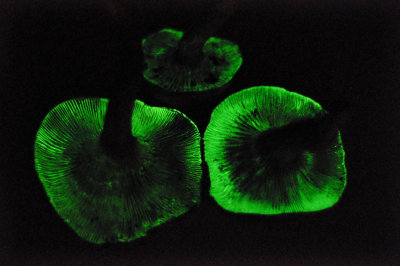 bioluminescent mushroom, Omphalotus olivascens-1.jpg