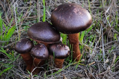 Chroogomphus vinicolor, pine spike