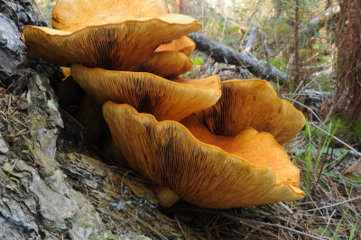 giant gymnopilus, Gymnophilus spectabilis
