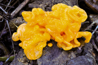witches butter