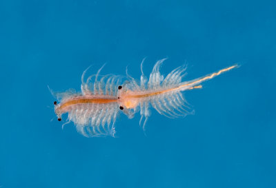 Chap. 9-32, Fairy Shrimp