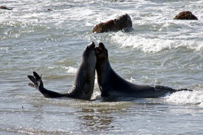 sparring-elephant-seals-2.jpg