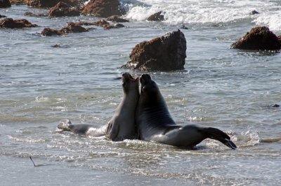 sparring-elephant-seals-3.jpg