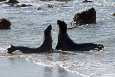 Chap. 3-14, Sparring young Northern Elephant Seals