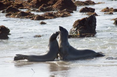 sparring-elephant-seals-6.jpg