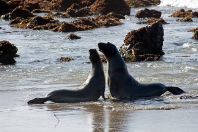 sparring-elephant-seals-7.jpg