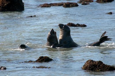 sparring-elephant-seals.jpg