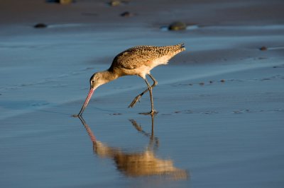 Chap. 4-34, Marbled-Godwit-2