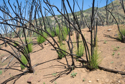 Chamise (Adenostoma fasciculatum) regrowth after fire