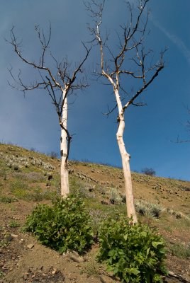 Regrowth of burned cottonwood trees