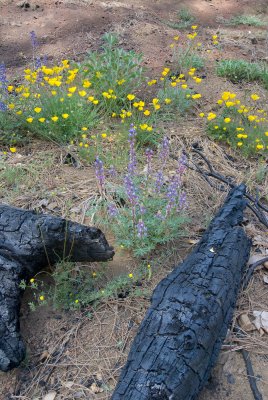 Wildflowers blooming after fire