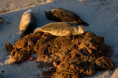 Harbor Seals 11.jpg