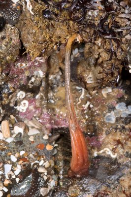 Long-stalked Sea Squirt-1