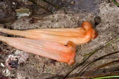 Long-stalked Sea Squirt-2