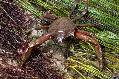 Chap. 1-4, Shield-backed Kelp Crab, Pugettia producta