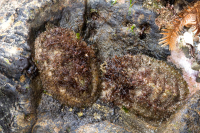 Hairy/Mossy Chitons-2