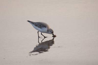 Chap. 4-33, Sanderlings-3