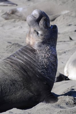 Northern Elephant Seal bull