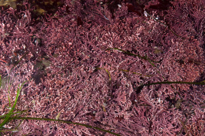 Hazard Cnyn, corallina-officinalis-var.-chilensis-2.jpg