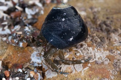 mussel-shoals Hermit Crab
