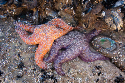 Chap. 4-9, Mussel Shoals Ocher Sea Stars