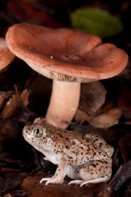 Scaphiopus couchii, Couch's Spadefoot