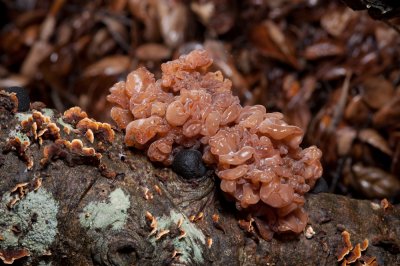 Tremella foliacea, Brown Witch's Butter