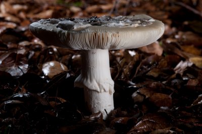 Amanita calyptrata; Cocccora Mushroom