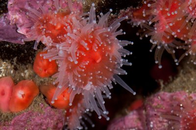 Corynactis californica, Strawberry Anemone