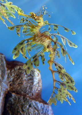 Phycodurus eques, Leafy Sea Dragon
