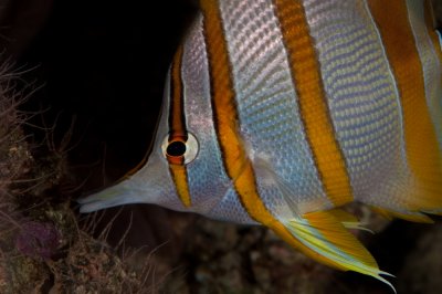 Chelmon rostratus, Copperband Butterflyfish