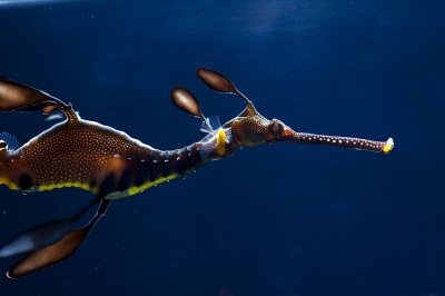 Phyllopteryx taeniolatus, Weedy Sea Dragon
