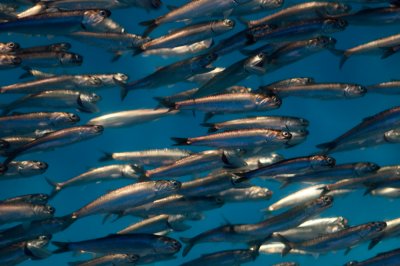Northern Anchovies
