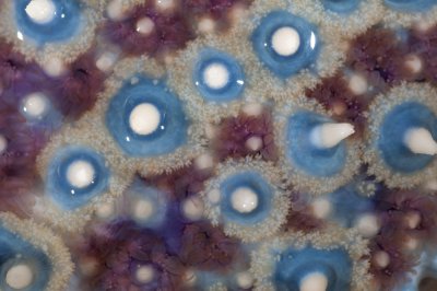 Pedicellaria on upper side of sea star