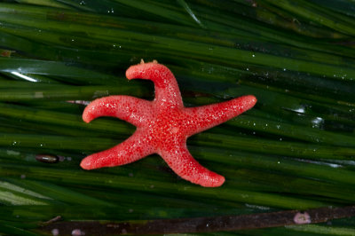 Henricia leviuscula, Pacific Blood Star