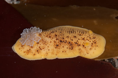 Archidoris montereyensis, Monterey Dorid