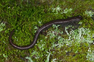 Batrachoseps luciae; Santa Lucia Mountains Slender Salamander