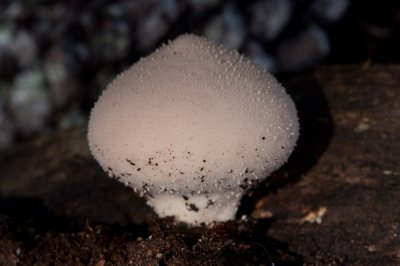 Lycoperdon gemmatum, Gemmed Puff Ball